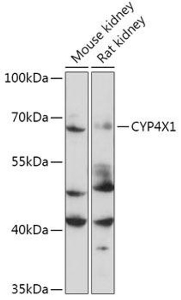 Cell Biology Antibodies 15 Anti-CYP4X1 Antibody CAB17848