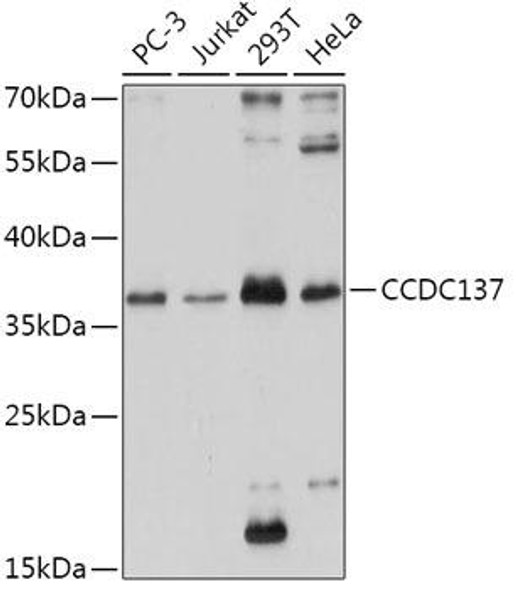 Cell Biology Antibodies 15 Anti-CCDC137 Antibody CAB17856