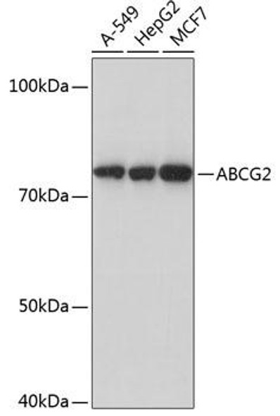 Signal Transduction Antibodies 3 Anti-ABCG2 Antibody CAB17908