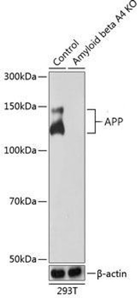 KO Validated Antibodies 1 Anti-APP Antibody CAB17911KO Validated