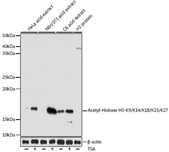 Epigenetics and Nuclear Signaling Antibodies 5 Anti-Acetyl-Histone H3-K9/K14/K18/K23/K27 Antibody CAB17917
