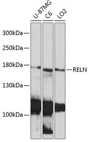 Cell Biology Antibodies 14 Anti-RELN Antibody CAB17936