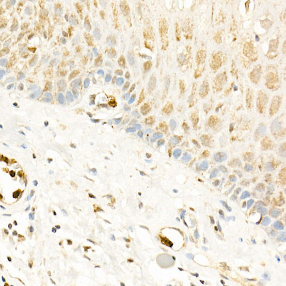 Immunohistochemistry of paraffin-embedded human esophagus using RGS2 Rabbit pAb at dilution of 1:100 (40x lens). Perform high pressure antigen retrieval with 10 mM citrate buffer pH 6. 0 before commencing with IHC staining protocol.