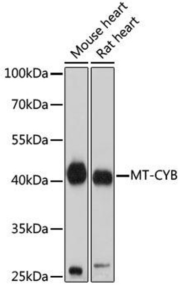 Cell Biology Antibodies 14 Anti-MT-CYB Antibody CAB17966