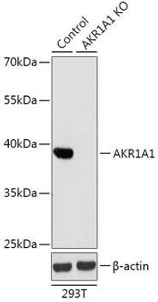 KO Validated Antibodies 1 Anti-AKR1A1 Antibody CAB18014KO Validated