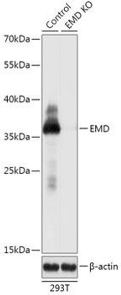 KO Validated Antibodies 1 Anti-EMD Antibody CAB18030KO Validated