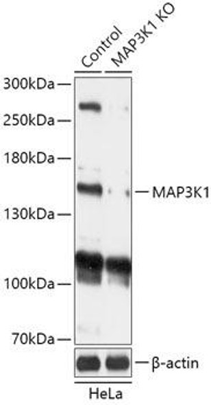 KO Validated Antibodies 1 Anti-MAP3K1 Antibody CAB18041KO Validated