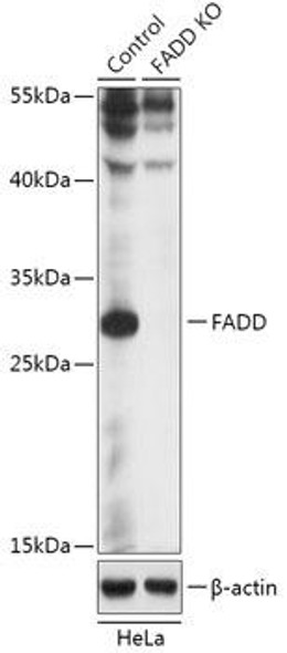 KO Validated Antibodies 1 Anti-FADD Antibody CAB18044KO Validated