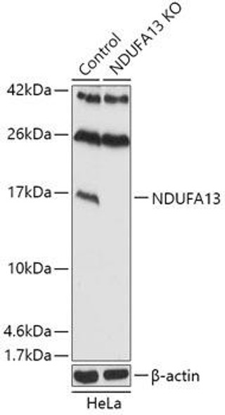 KO Validated Antibodies 1 Anti-NDUFA13 Antibody CAB18071KO Validated
