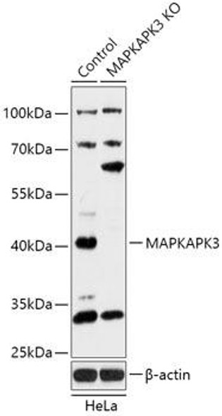 KO Validated Antibodies 2 Anti-MAPKAPK3 Antibody CAB18095KO Validated