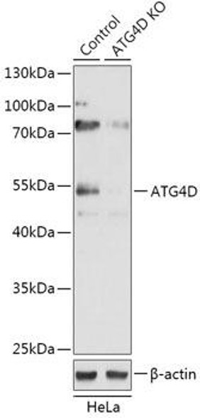 KO Validated Antibodies 2 Anti-ATG4D Antibody CAB18097KO Validated