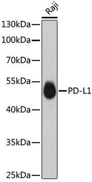 Immunology Antibodies 3 Anti-PD-L1 Mouse Monoclonal Antibody CAB18103