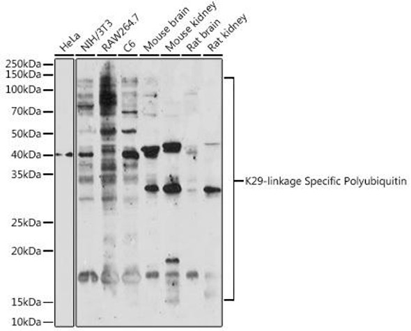 Cell Biology Antibodies 14 Anti-K29-linkage Specific Polyubiquitin Antibody CAB18198