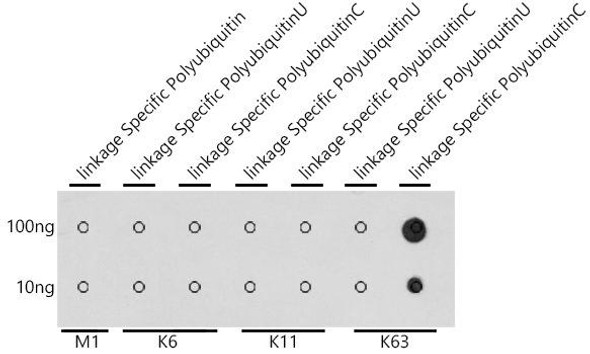 Cell Biology Antibodies 14 Anti-M1-linkage Specific Polyubiquitin Antibody CAB18200