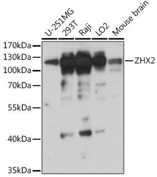 Cell Biology Antibodies 18 Anti-ZHX2 Antibody CAB18235