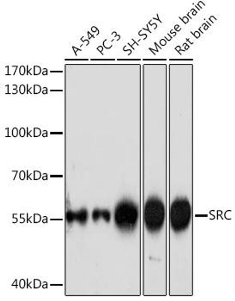 Cell Biology Antibodies 18 Anti-SRC Antibody CAB18240