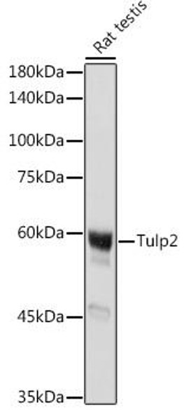 Cell Biology Antibodies 18 Anti-Tulp2 Antibody CAB18256
