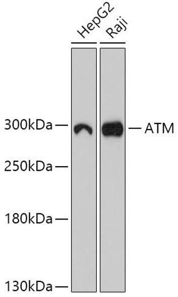 Cell Biology Antibodies 18 Anti-ATM Antibody CAB18257