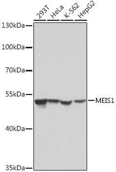 Cell Biology Antibodies 18 Anti-MEIS1 Antibody CAB18273