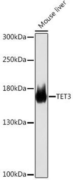 Cell Biology Antibodies 18 Anti-TET3 Antibody CAB18319