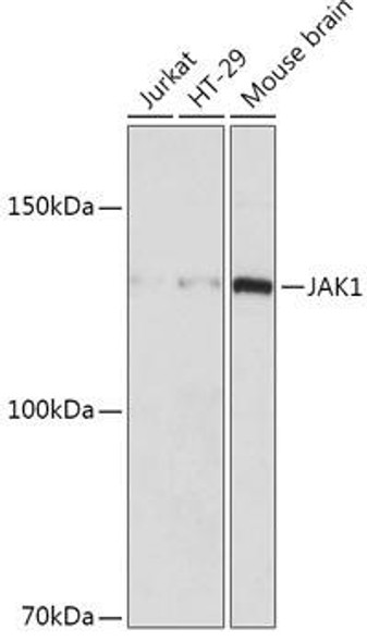 KO Validated Antibodies 2 Anti-JAK1 Antibody CAB18323KO Validated