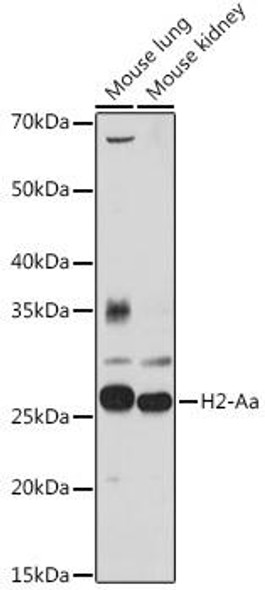 Cell Biology Antibodies 18 Anti-H2-Aa Antibody CAB18325