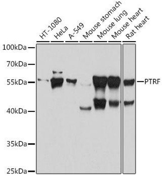 Cell Biology Antibodies 18 Anti-PTRF Antibody CAB18331