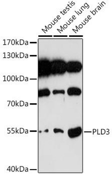 Cell Biology Antibodies 18 Anti-PLD3 Antibody CAB18438