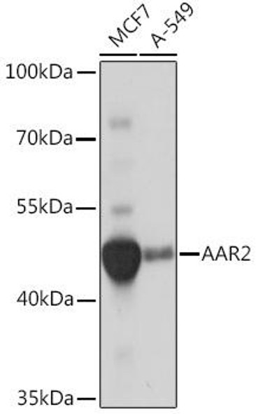 Cell Biology Antibodies 17 Anti-AAR2 Antibody CAB18443