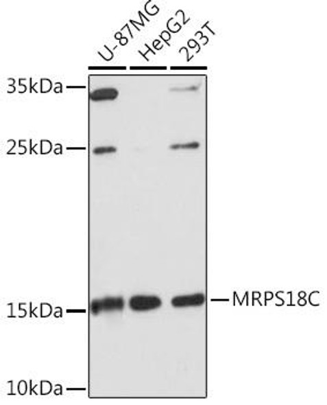 Cell Biology Antibodies 17 Anti-MRPS18C Antibody CAB18453