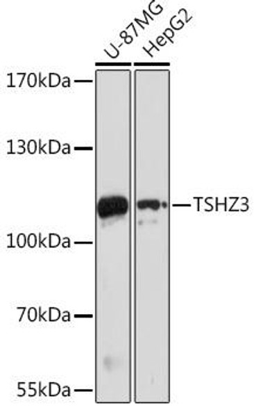 Cell Biology Antibodies 17 Anti-TSHZ3 Antibody CAB18479
