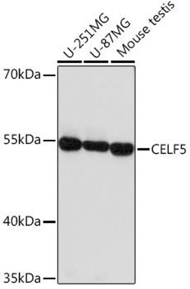 Cell Biology Antibodies 17 Anti-CELF5 Antibody CAB18482