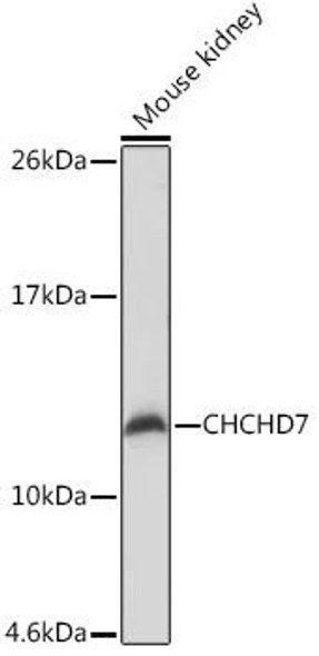 Cell Biology Antibodies 17 Anti-CHCHD7 Antibody CAB18489