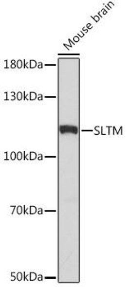 Cell Biology Antibodies 17 Anti-SLTM Antibody CAB18493