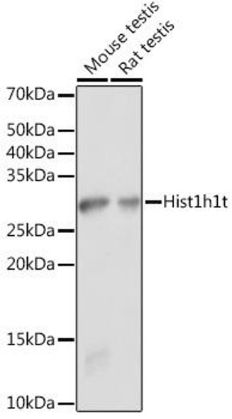 Cell Biology Antibodies 15 Anti-Hist1h1t Antibody CAB18597