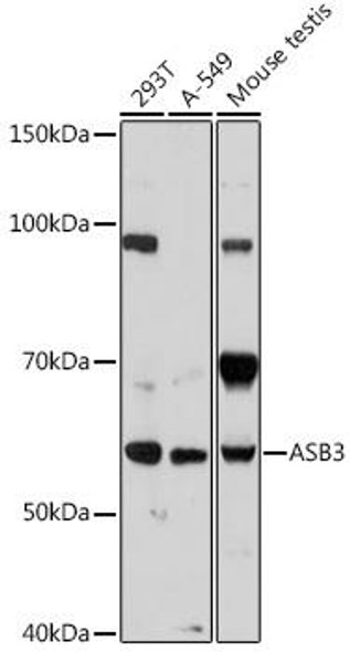 Cell Biology Antibodies 15 Anti-ASB3 Antibody CAB18625