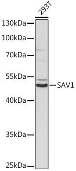 KO Validated Antibodies 2 Anti-SAV1 Antibody CAB18667KO Validated