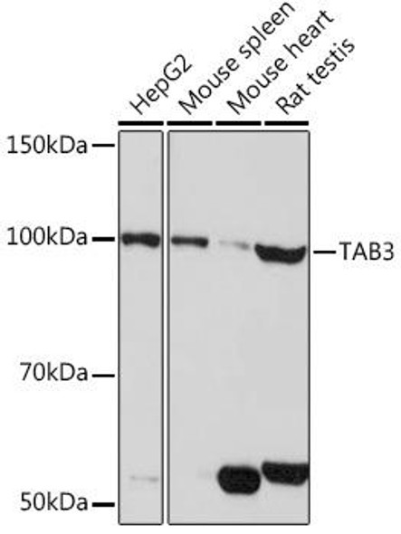 Cell Biology Antibodies 15 Anti-TAB3 Antibody CAB18681