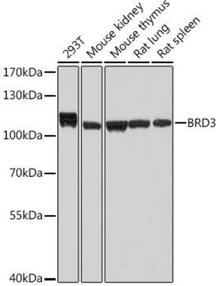 Epigenetics and Nuclear Signaling Antibodies 5 Anti-BRD3 Antibody CAB19001