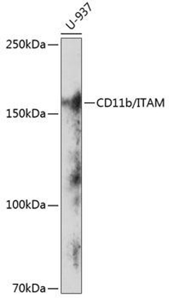 Cell Biology Antibodies 17 Anti-CD11b/ITAM Antibody CAB19010