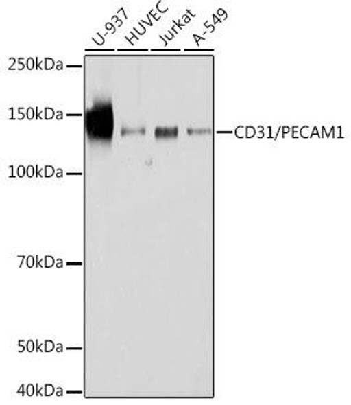 Cell Biology Antibodies 17 Anti-CD31/PECAM1 Antibody CAB19014