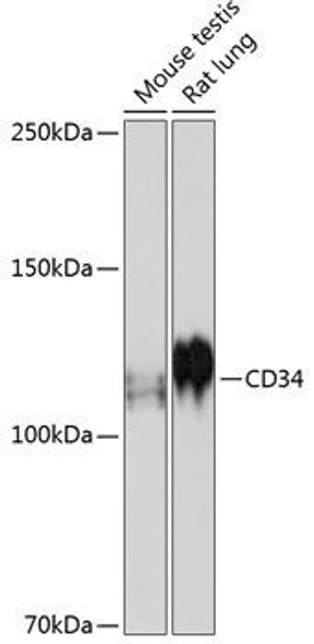 Cell Biology Antibodies 17 Anti-CD34 Antibody CAB19015