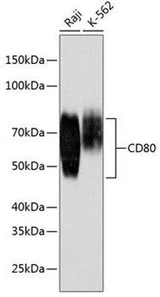 Immunology Antibodies 3 Anti-CD80 Antibody CAB19025