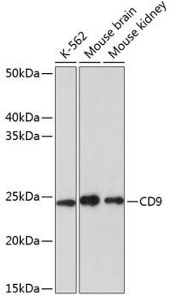 Cell Biology Antibodies 17 Anti-CD9 Antibody CAB19027