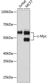 KO Validated Antibodies 2 Anti-c-Myc Antibody KO Validated CAB19032
