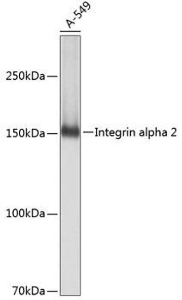 Cell Biology Antibodies 17 Anti-Integrin alpha 2 Antibody CAB19068