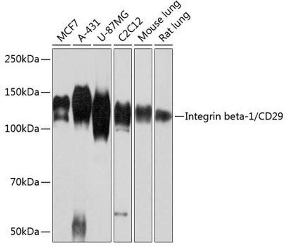Cell Biology Antibodies 17 Anti-Integrin beta-1/CD29 Antibody CAB19072