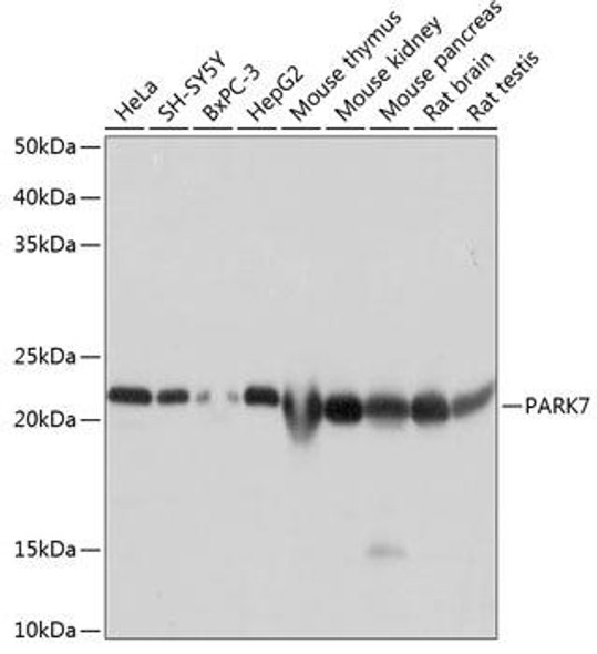 Autophagy Antibodies Anti-PARK7 Antibody CAB19097