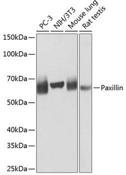Cell Biology Antibodies 17 Anti-Paxillin Antibody CAB19100