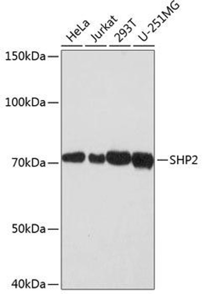 Cell Biology Antibodies 17 Anti-SHP2 Antibody CAB19112